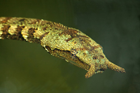 Đó[-]là[-]loài[-]rắn[-]có[-]tên[-]gọi[-]là[-]rắn[-]râu,[-]tên[-]khoa[-]học[-]là[-]Erpeton[-]tentaculatum[-]Lacepede